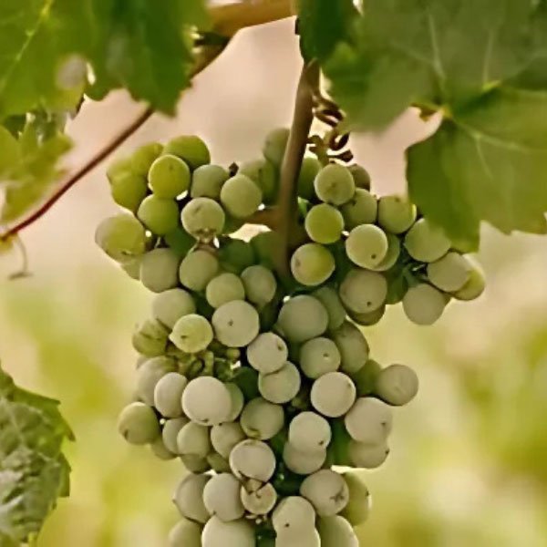 A-Premium White Balsamic