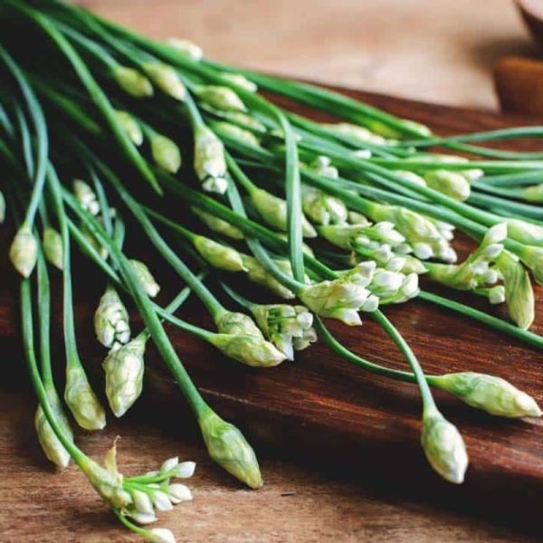 Garlic Chive