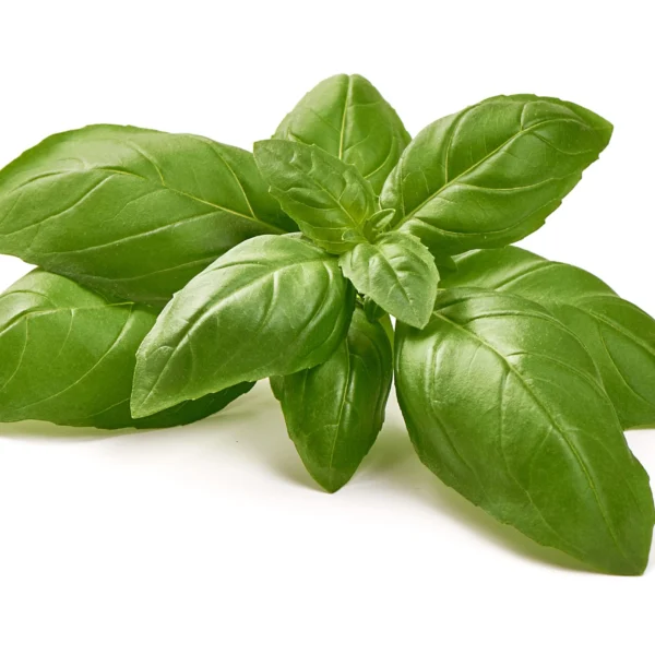 Basil Infused Olive Oil