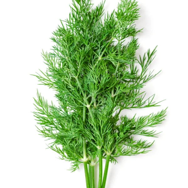 Dill Infused Olive Oil