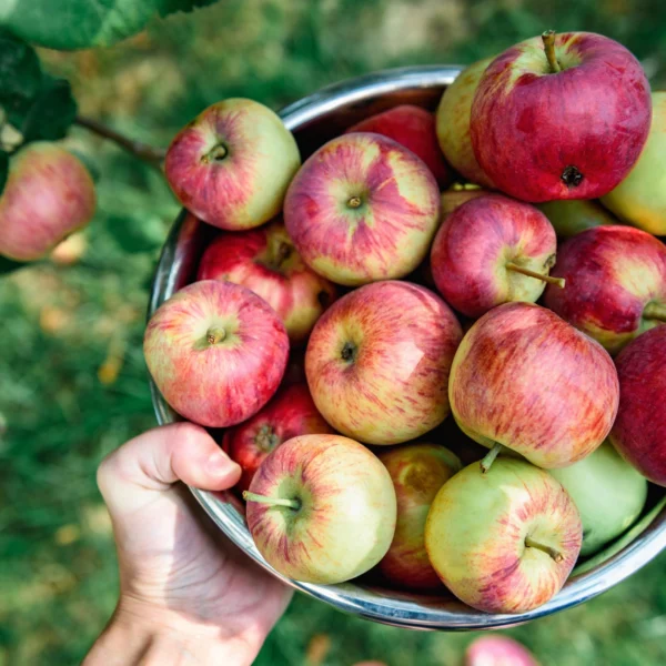 Gravenstein Apple White Balsamic