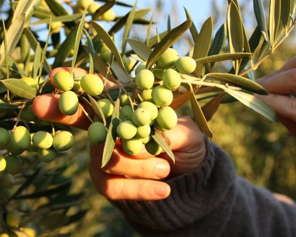 Ultra-Premium Olive Oils