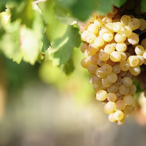 Sherry Wine Vinegar