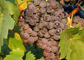 Traditional Dark Balsamic